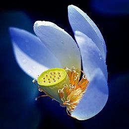 《明末：渊虚之羽》全新截图：这是一个很大的Boss